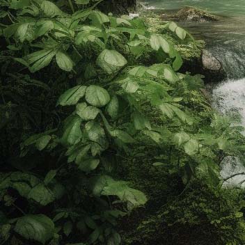 Original garden before AI design